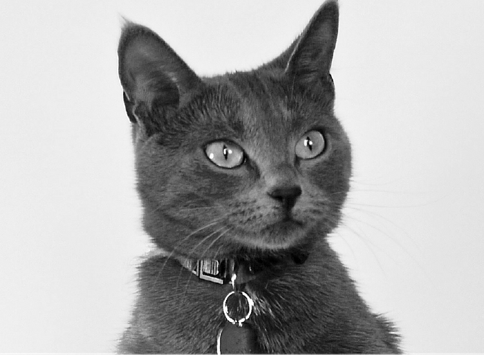 Molly The Cat profile picture